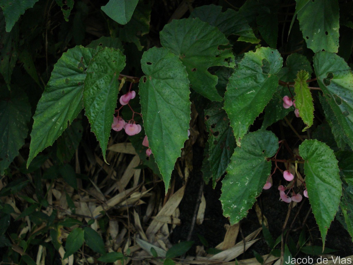 Begonia malabarica Lam.